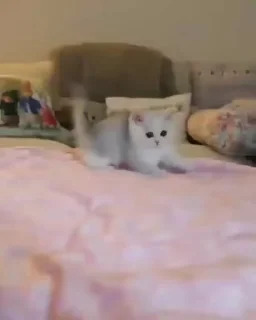 😻