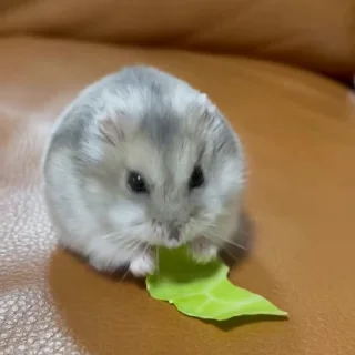 🥟