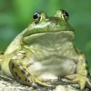 Toads and Frogs