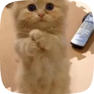 😺