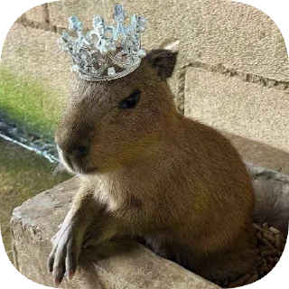 👑