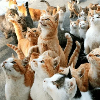 😺