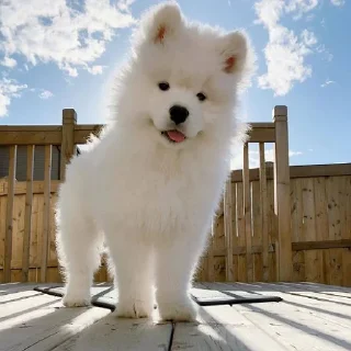 🐶