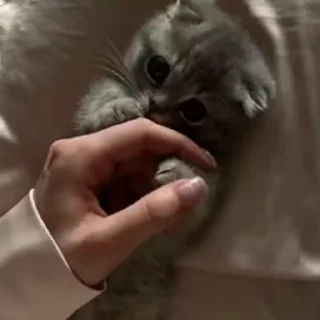 🐈