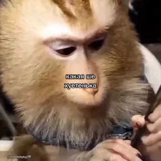 🐵