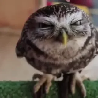 🦉