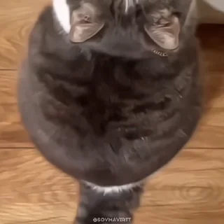 🌟