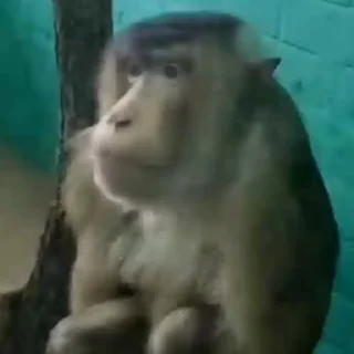 любими бабизяни :: @fStikBot