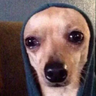🐕