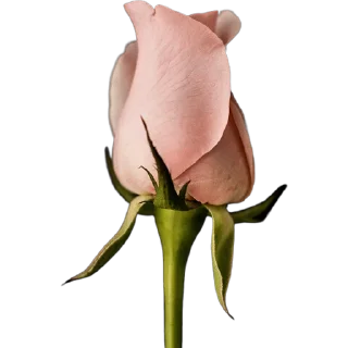 🌹