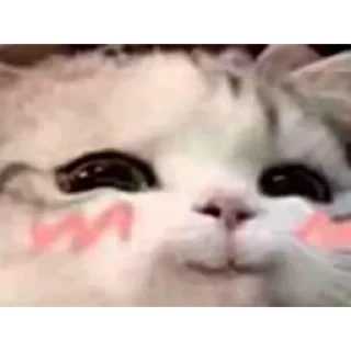 🤪