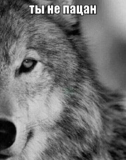 🐺