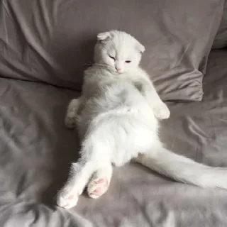 🐈