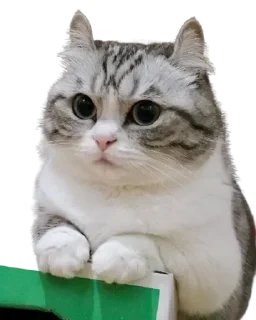 😺