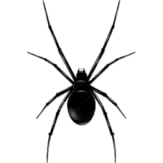 🕷️