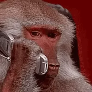 🐵