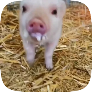 🐷