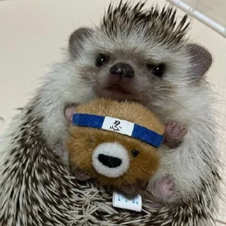 🦔
