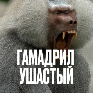 🙉
