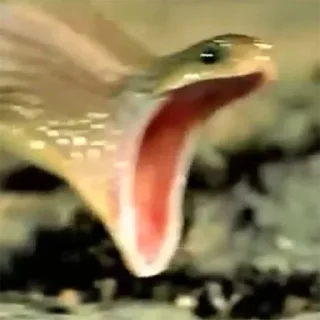 🐍