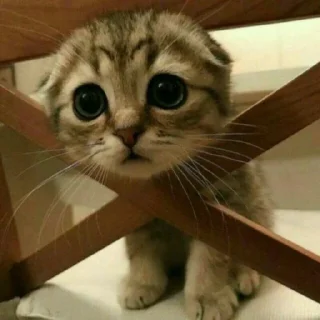 😺
