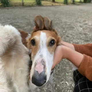 🐰