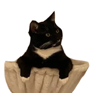 FriedrichTheCat