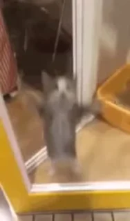 🤩