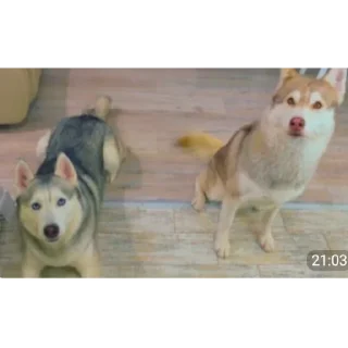 🐶