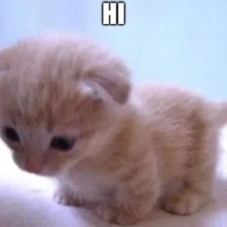 👋