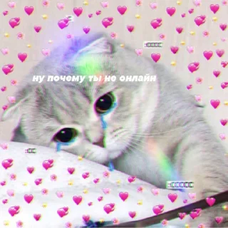😿