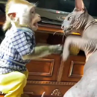 🌟