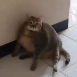 🐈