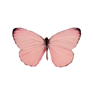 🦋