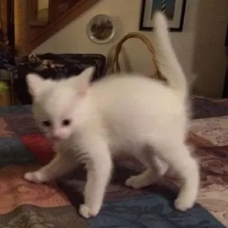 🐈
