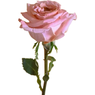 🥀