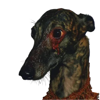 🐕