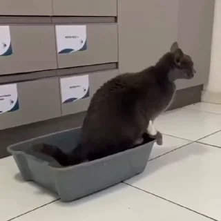🐈‍⬛️