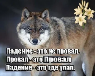 🐺