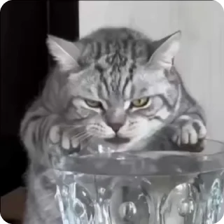 🥤
