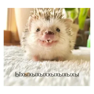Ежики