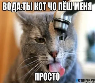 🐈