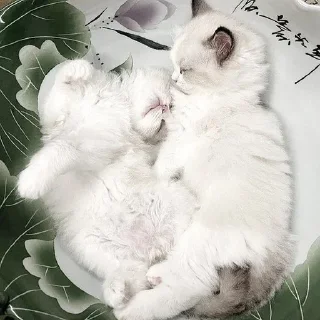 🤍