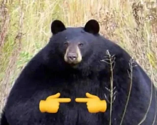 🐻