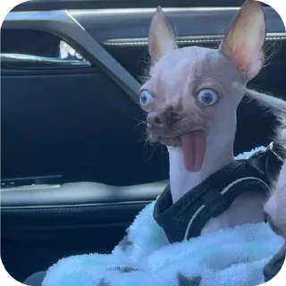 🐱