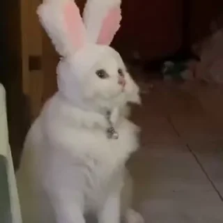 🐰