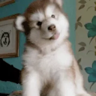 🐕
