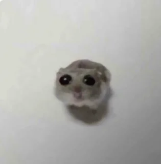 🐹