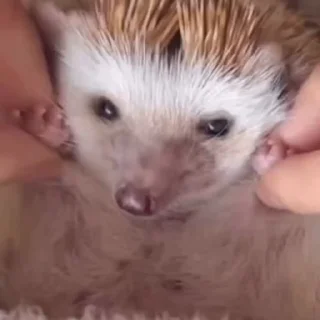 😴