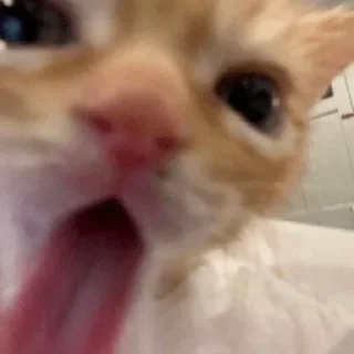 👅